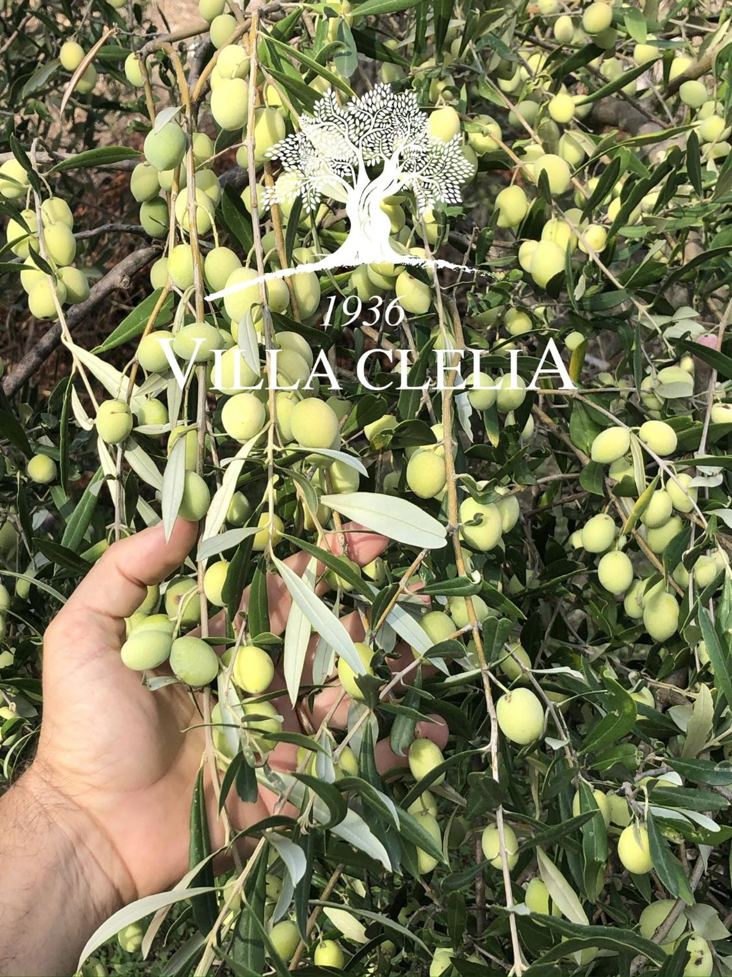 Il Palmento Di Villa Clelia 1936 Λόκρι Εξωτερικό φωτογραφία